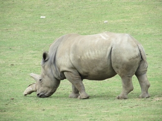Mar Rhinos.jpg